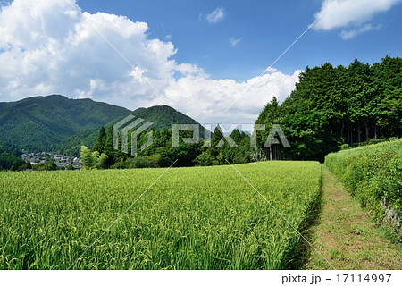 京都大原真夏の棚田風景　8月 17114997