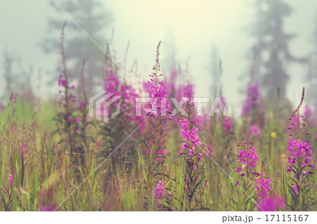 Meadow Meadow 17115167