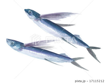 トビウオ 2匹 トビウオ 2匹 17115212