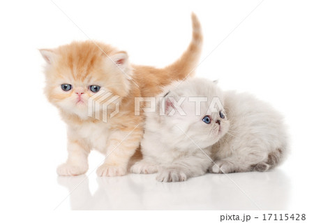 Persian kittens 17115428