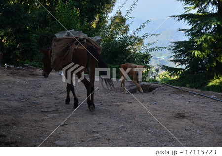 インド 仏教の聖地 ダラムシャーラー 働く馬と野良犬 インド 仏教の聖地 ダラムシャーラー 働く馬と野良犬 17115723