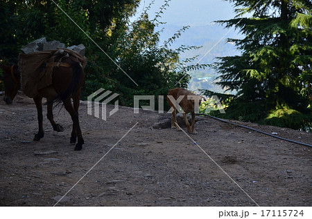 インド 仏教の聖地 ダラムシャーラー 野良犬と働く馬 インド 仏教の聖地 ダラムシャーラー 野良犬と働く馬 17115724
