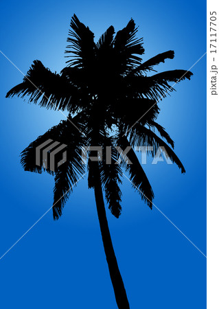 Silhouette of coconut palm on blue background Silhouette of coconut palm on blue background 17117705
