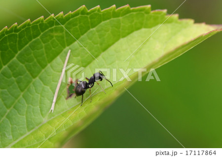アリに擬態するアリグモ 17117864