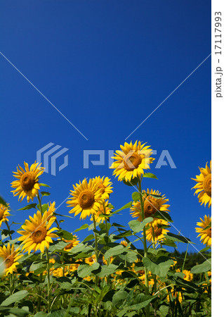 ひまわり 飛騨高山 アルコピアひまわり園 ひまわり 飛騨高山 アルコピアひまわり園 17117993