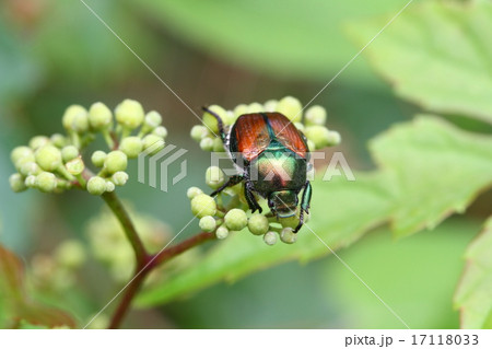 マメコガネ マメコガネ 17118033