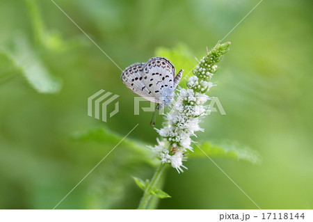 ヤマトシジミ 17118144