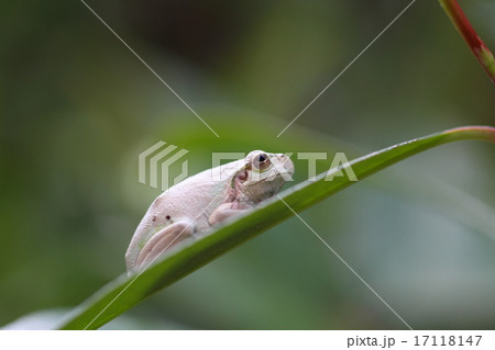 白いアマガエル 白いアマガエル 17118147