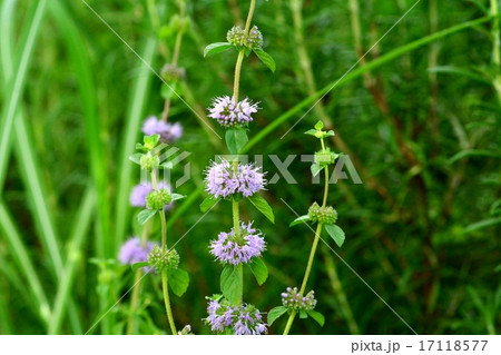 ペニーロイヤルミント ペニーロイヤルミント 17118577