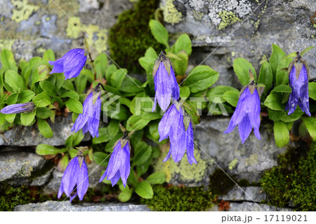 チシマギキョウ 17119021