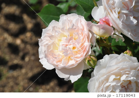 メアリーマグダレン 17119043