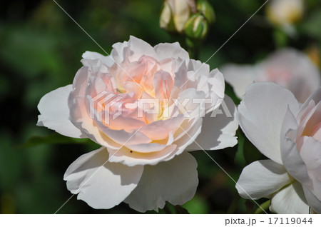 満開のメアリーマグダレン 17119044