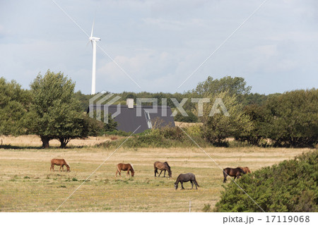 Wild horses grazing Wild horses grazing 17119068
