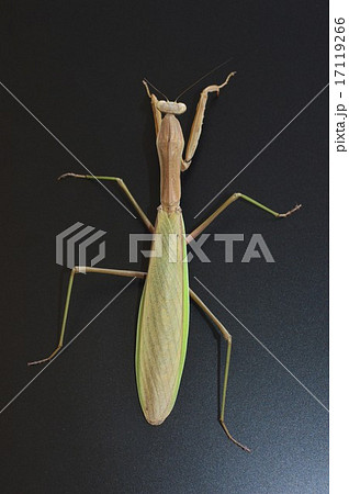 オオカマキリのメス 黒背景 オオカマキリのメス 黒背景 17119266