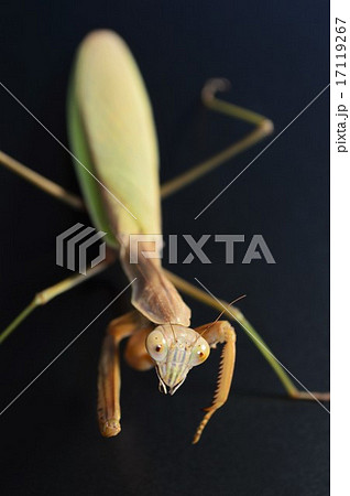 オオカマキリのメス　黒背景 17119267