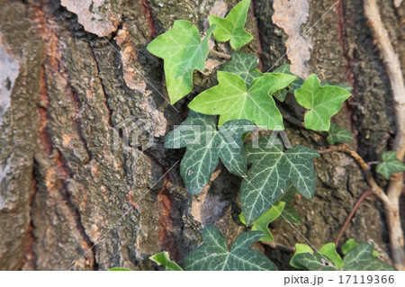 Ivy Ivy 17119366