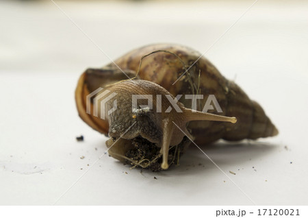 snail slow animal closeup walk nature slime snail slow animal closeup walk nature slime 17120021