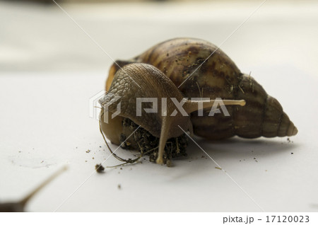 snail slow animal closeup walk nature slime snail slow animal closeup walk nature slime 17120023
