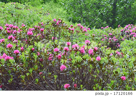 アルプス三大名花 アルペンローゼの群生の写真素材