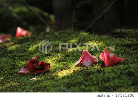 苔と花 兼六園 苔と花 兼六園 17121306
