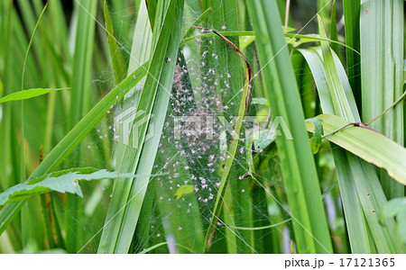 くもの赤ちゃん 17121365
