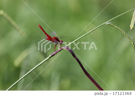 赤とんぼ 17121368