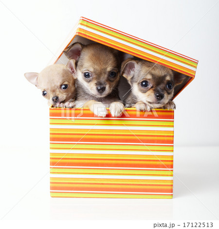 cute puppies chihuahua in box 17122513