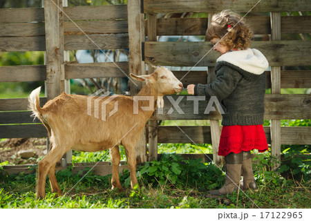 little girl feeding goat in the garden 17122965