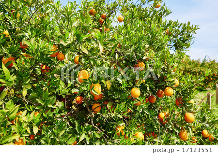 Beautiful orange grove in Northern Morocco 17123551