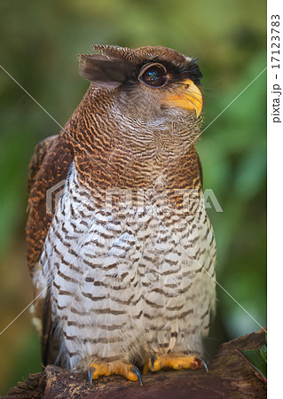 Owl portrait close up of funny face Owl portrait close up of funny face 17123783