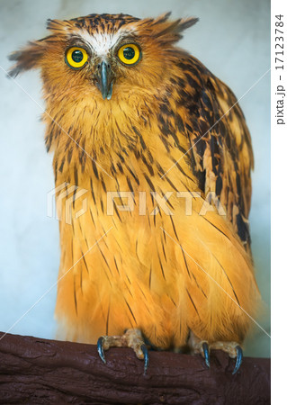 Buffy Fish Owl portrait close up of yellow eyes Buffy Fish Owl portrait close up of yellow eyes 17123784