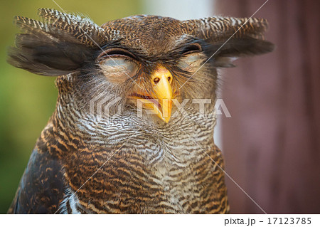 Owl portrait close up of funny face Owl portrait close up of funny face 17123785