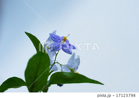 蔓花茄子の花 17123798