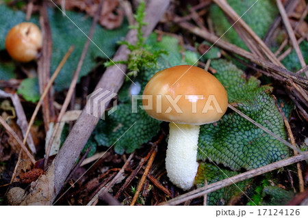 チチアワタケ　幼菌による柄部分乳液分泌状態 17124126