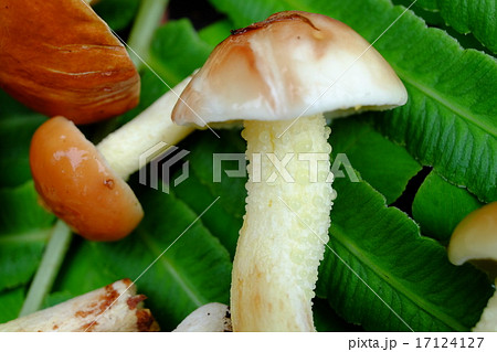 チチアワタケ 幼菌による柄部分乳液分泌状態 チチアワタケ 幼菌による柄部分乳液分泌状態 17124127