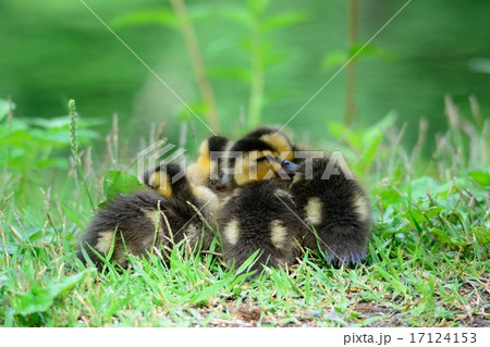 カルガモの雛2 17124153