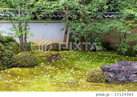 妙心寺東林院 - 沙羅双樹 妙心寺東林院 - 沙羅双樹 17124363