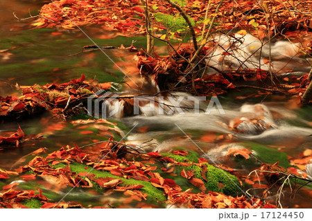秋田県にかほ市 獅子ヶ鼻湿原 紅葉の鳥海マリモ 秋田県にかほ市 獅子ヶ鼻湿原 紅葉の鳥海マリモ 17124450