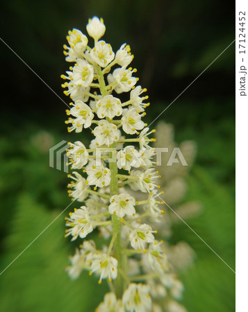 コバイケイソウ 17124452