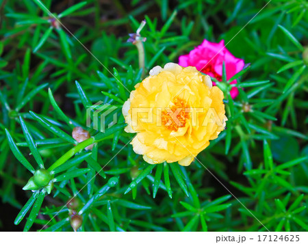 Portulaca flowers 17124625