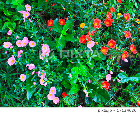 Portulaca flowers 17124626