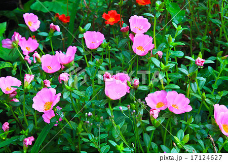 Portulaca flowers 17124627