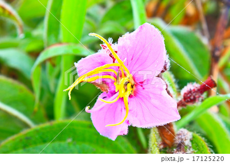 wild flowers in forest 17125220