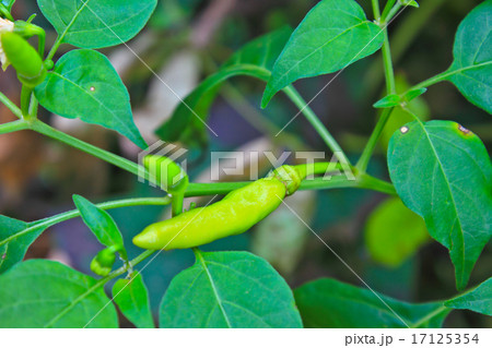 detail of fresh green pepper detail of fresh green pepper 17125354