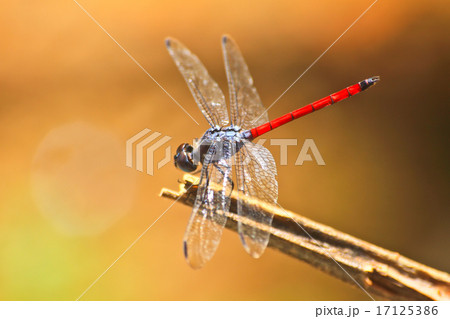 red dragonfly 17125386