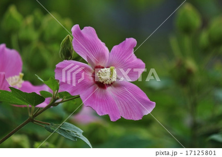 芙蓉 芙蓉 17125801