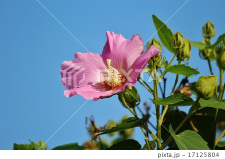 芙蓉 芙蓉 17125804