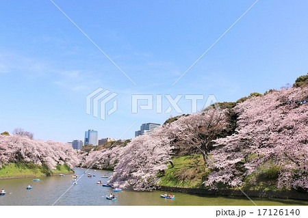 春の青空と満開の桜並木 春の青空と満開の桜並木 17126140