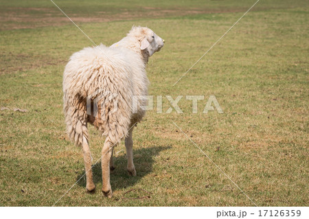 Sheep in farm at Ratchaburi, Thailand 17126359