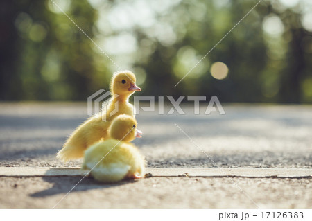 Close up small duckling on the asphalt road Close up small duckling on the asphalt road 17126383